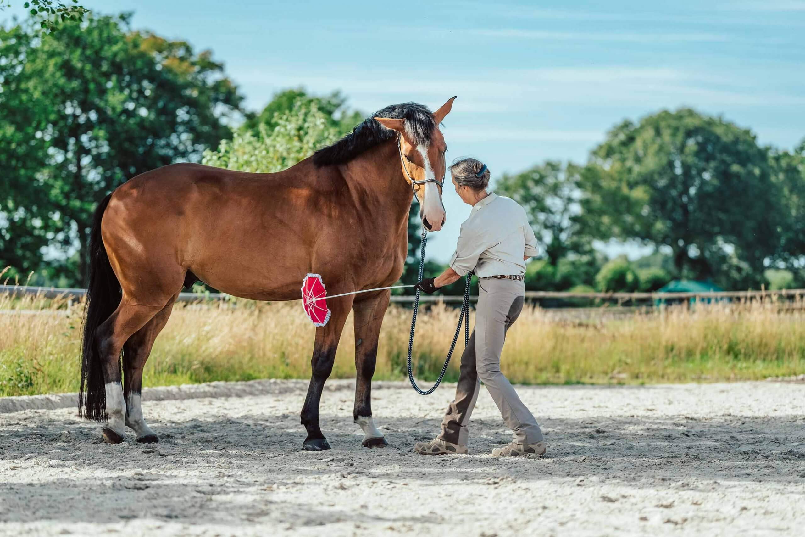 Anne Pobell bei der Bodenarbeit. Sie berührt Lucky mit einem pink farbenen Miniregenschirm zur Desensibilisierung. Ganzheitliches Pferdetraining, Willkommen