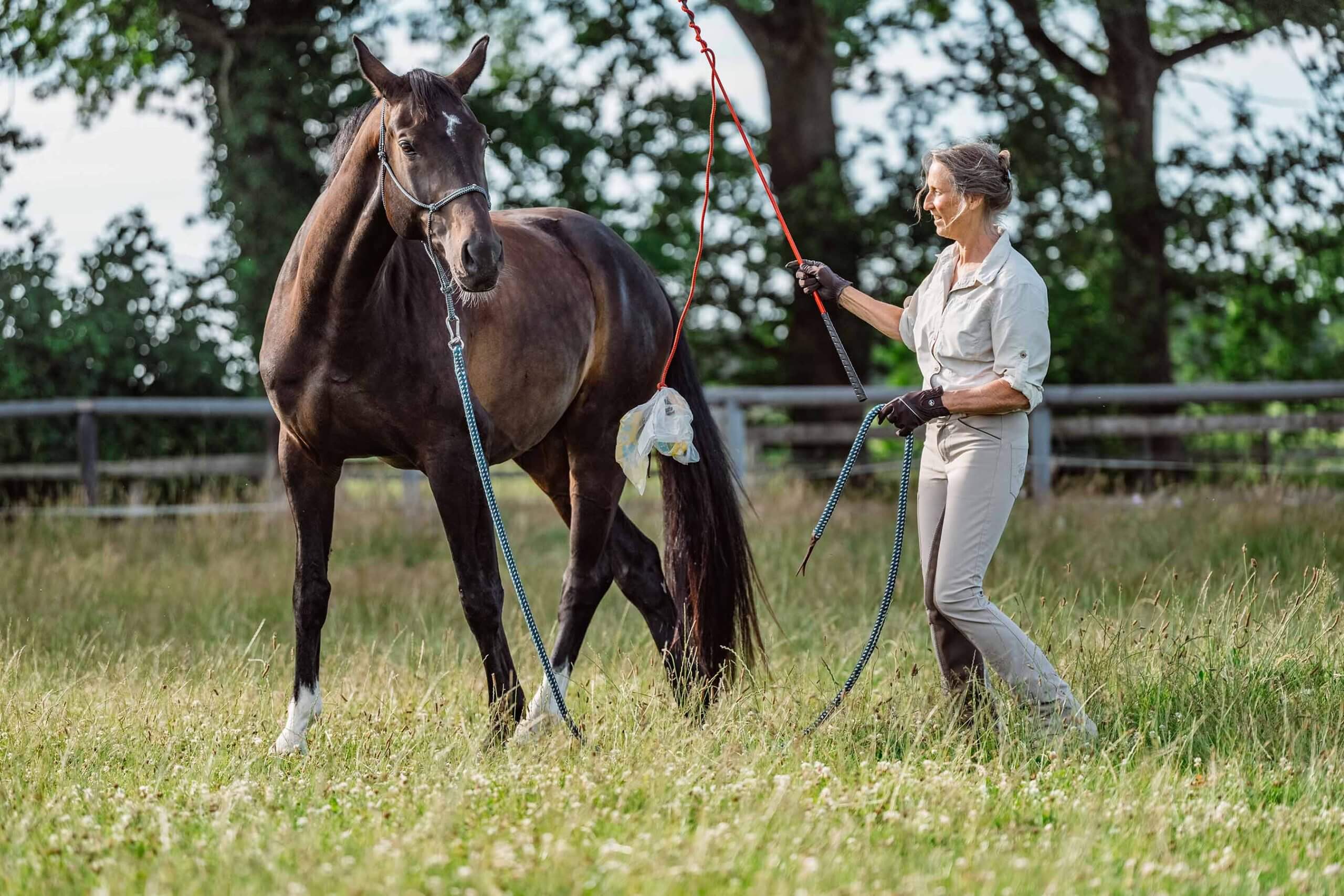 Anne Pobell bei der Bodenarbeit mit lautloser Körpersprache. Im Gelassenheitstraining wird Freddy mit Plastik desensibilisiert. Ganzheitliches Pferdetraining, Philosophie